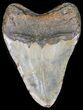 Bargain Megalodon Tooth - North Carolina #41155-2